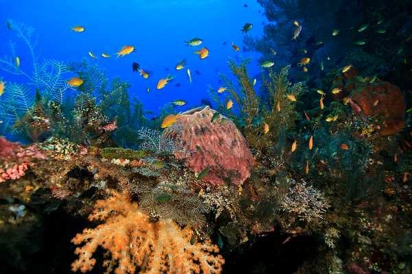 Coral Reef